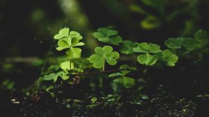 Buena suerte mala suerte quién sabe