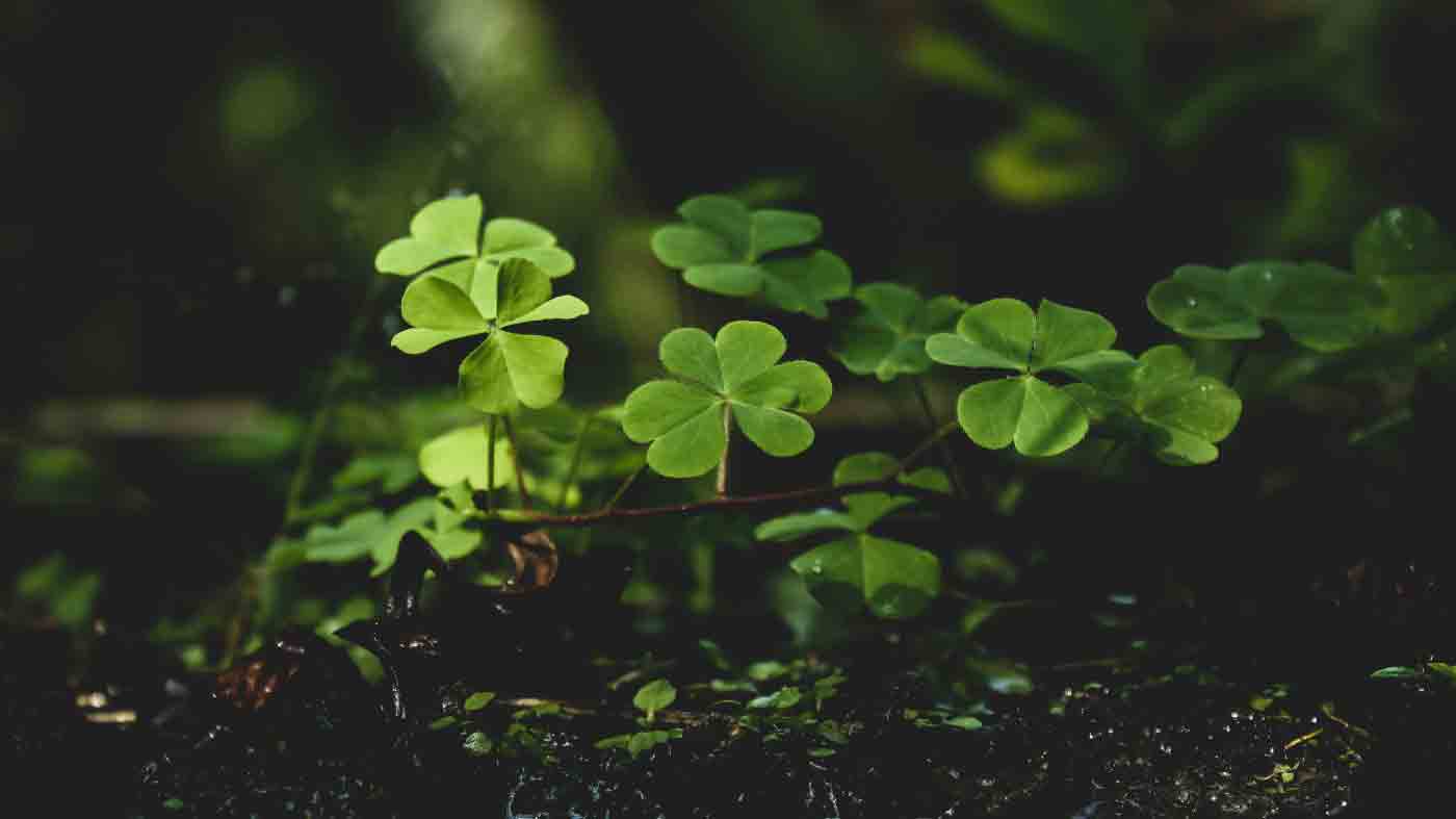 Buena suerte mala suerte quién sabe Buena suerte mala suerte quién sabe