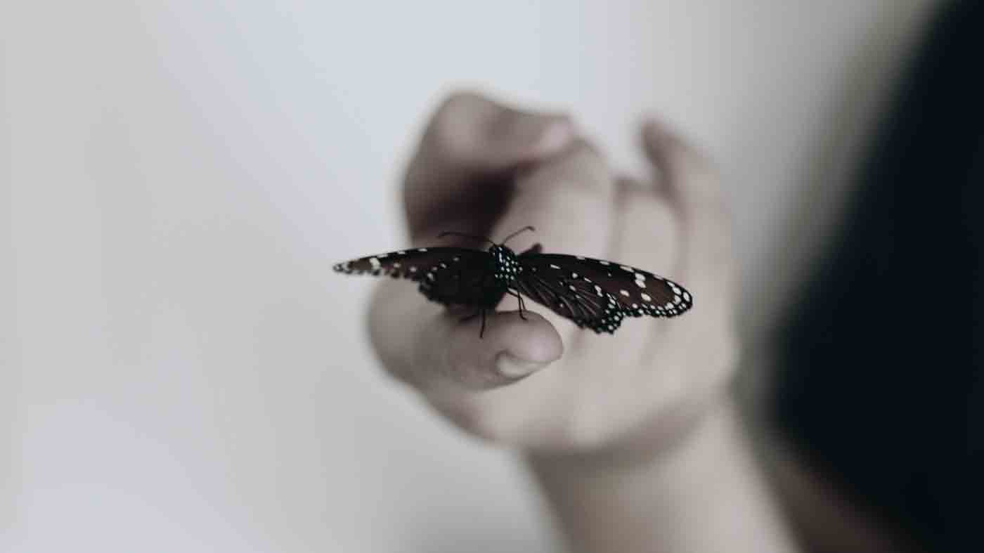 Delicadeza