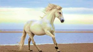 Relato sobre el caballo en el pozo