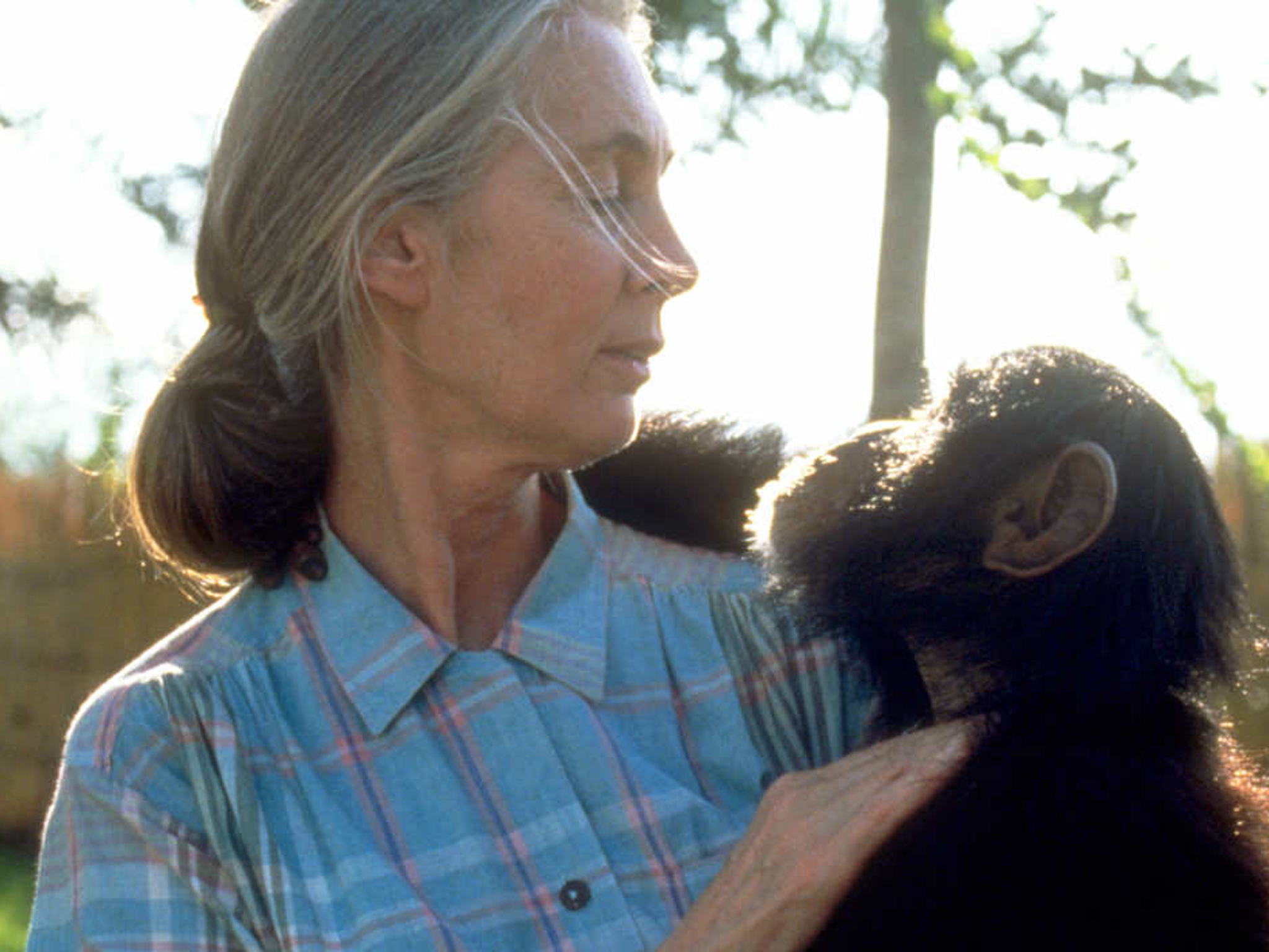 Jane Goodall - Ã�lex Rovira.
