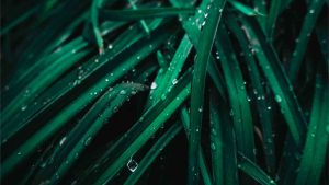 Recomendación del libro Hojas de hierba de Walt Whitman