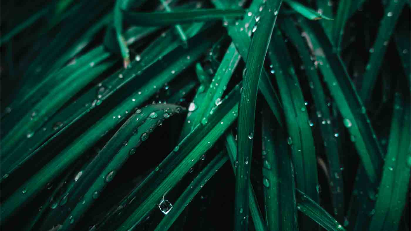 Recomendación del libro Hojas de hierba de Walt Whitman Recomendación del libro Hojas de hierba de Walt Whitman